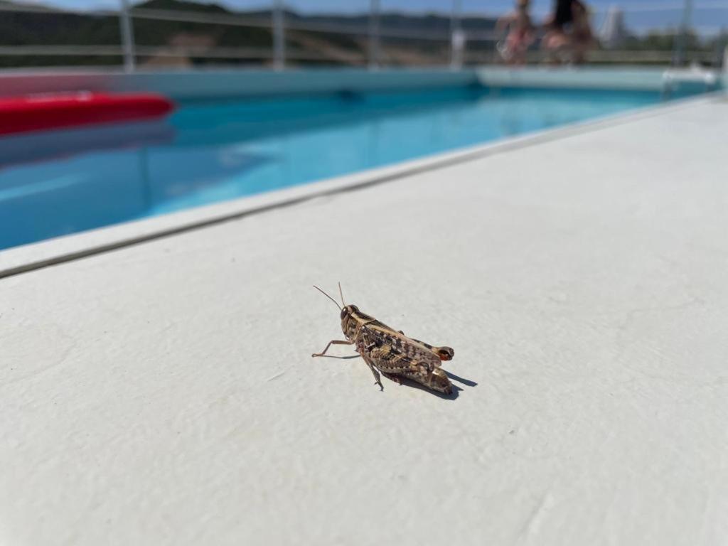 הוילה Villamassargia Casa Pinella מראה חיצוני תמונה